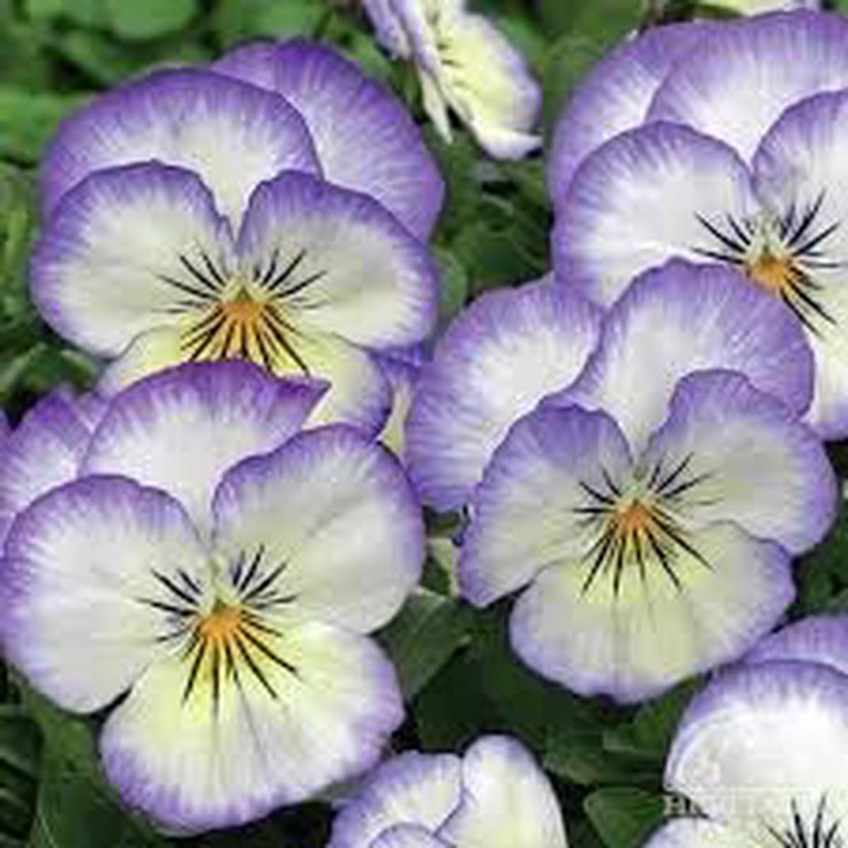 Heirloom Pansy Heartsease Flower Seeds for Planting, Non-GMO
