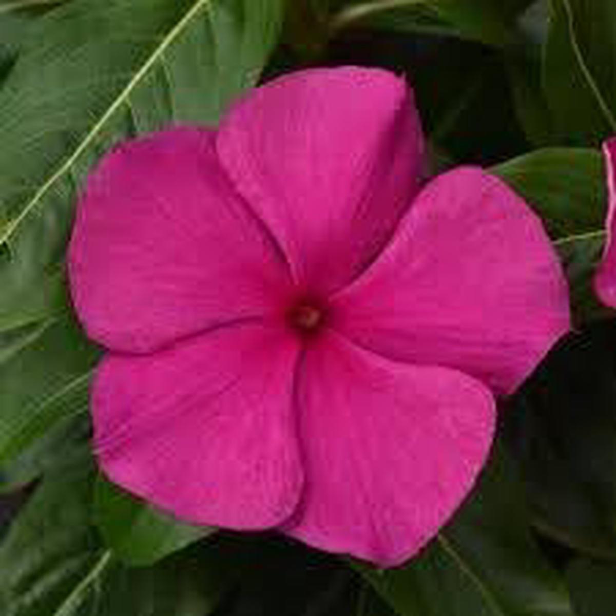 Heirloom Vinca Flower Seeds for Planting  Non-GMO, High Germination Organic Garden Seeds