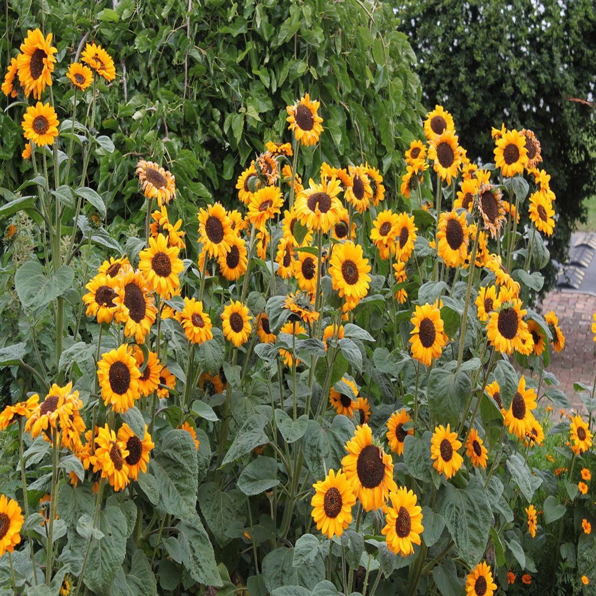 Helianthus Annuus Flower seeds for Planting Vibrant Colors Heirloom & GMO Free Seeds for Home Garden