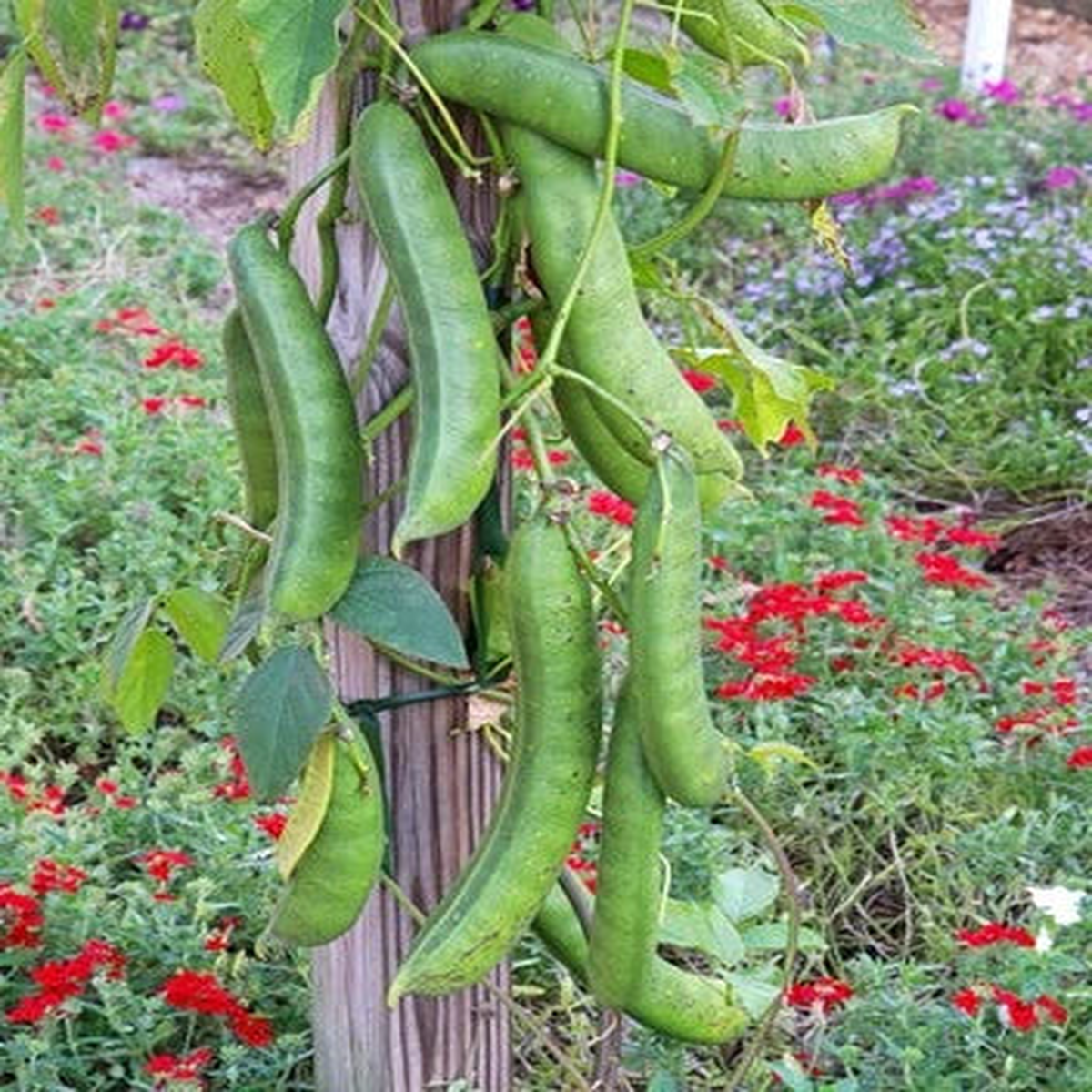Jack Bean Seeds for Planting Pack Canavalia ensiformis Sword Bean Fast-Growing Vin  Heirloom, Non-GMO