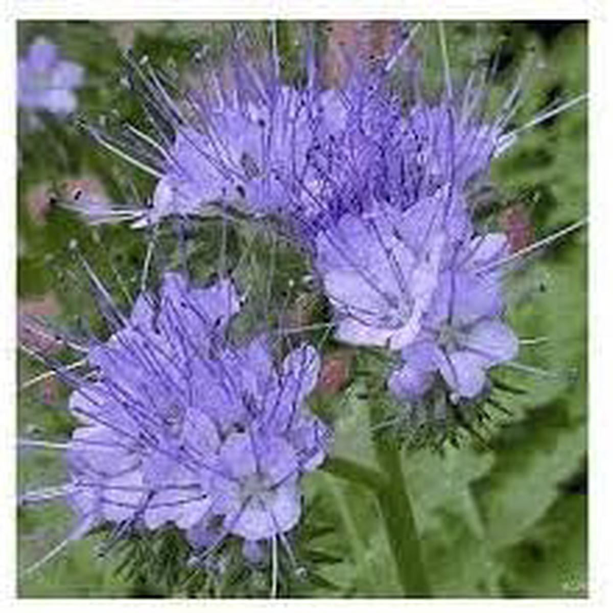 Lacy Phacelia Flower Seeds for Planting Sun Loving, Heirloom, Non-GMO, High Germination Garden Seeds
