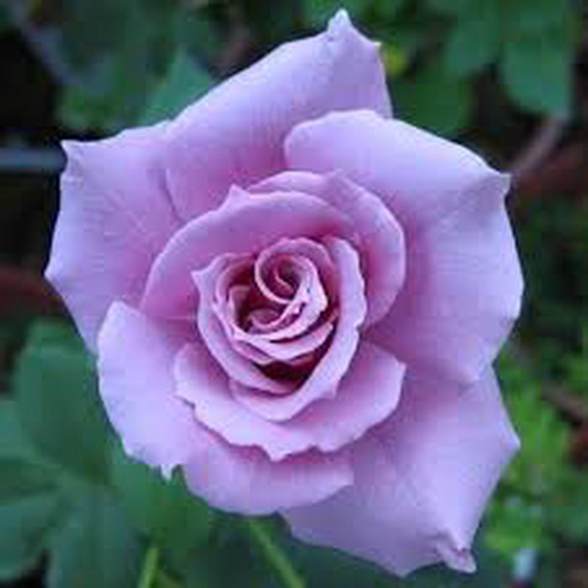 Lavender Rose Flower Seeds for Planting | Heirloom Non-GMO High Germination Organic Garden Seeds