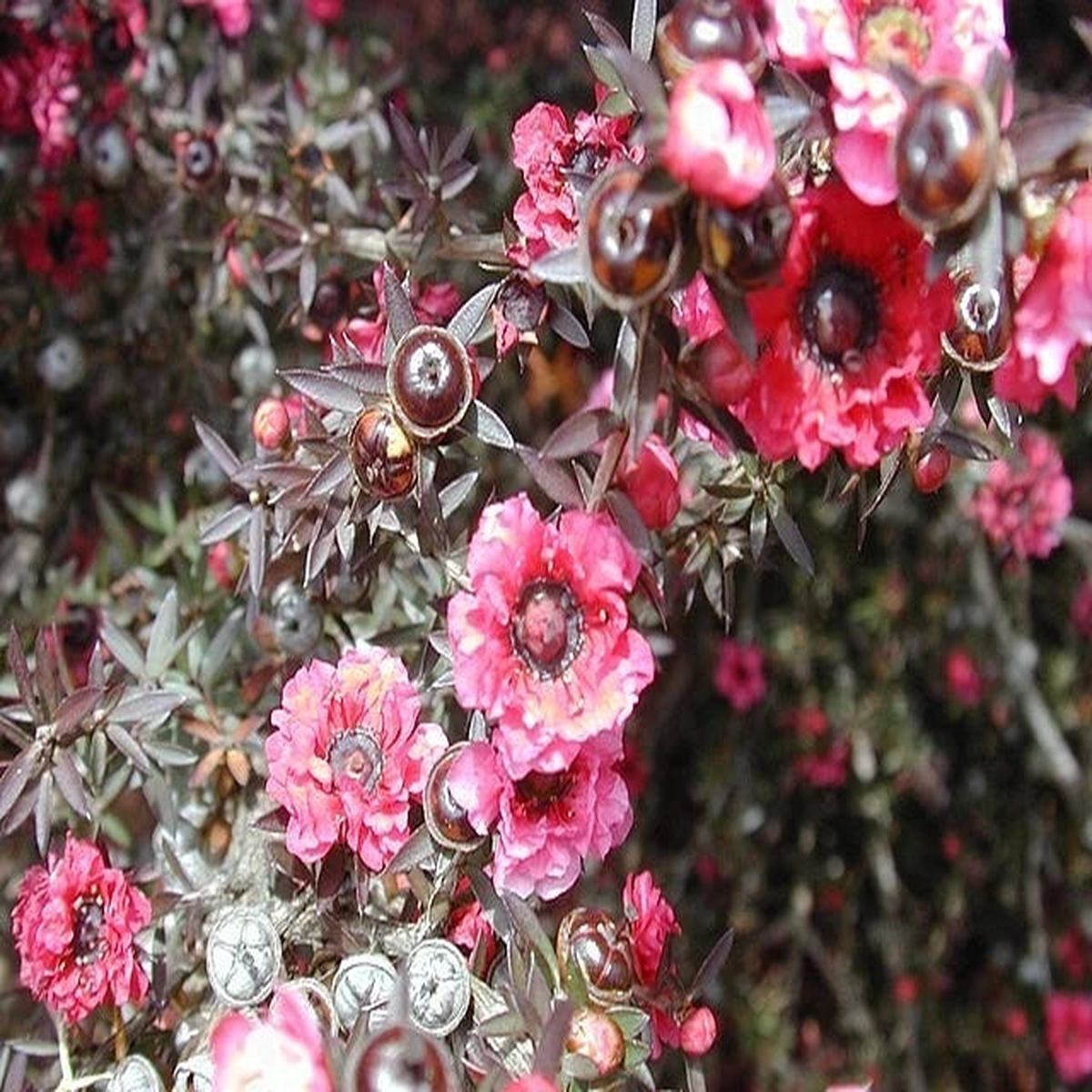 Leptospermum scoparium Manuka Zealand Tea Tree Seeds  Heirloom, Non-GMO, High Germination Organic Garden Seeds