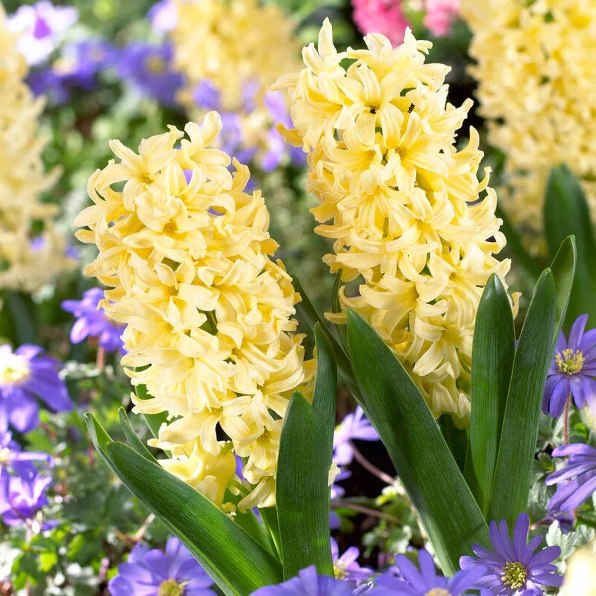 Light Yellow Hyacinth Flower Seeds for Planting  Heirloom, Non-GMO, Colorful Display, Organic Garden