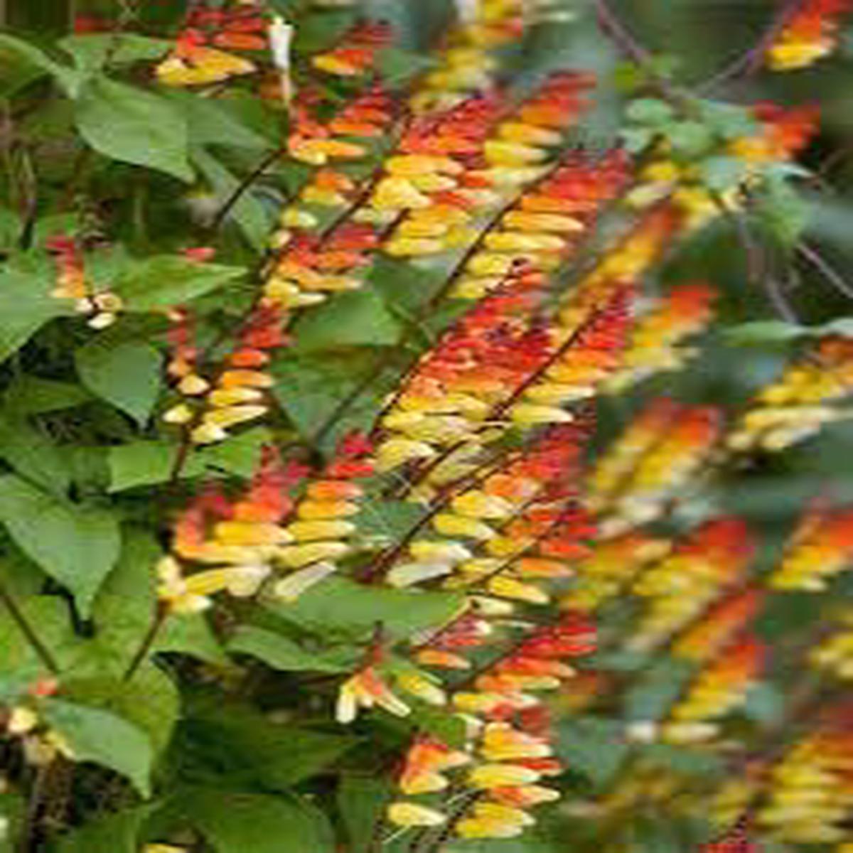 Mina Lobata Flower Seeds for Planting  Bright Blooms, Heirloom Non-GMO High Germination Organic Garden Seeds