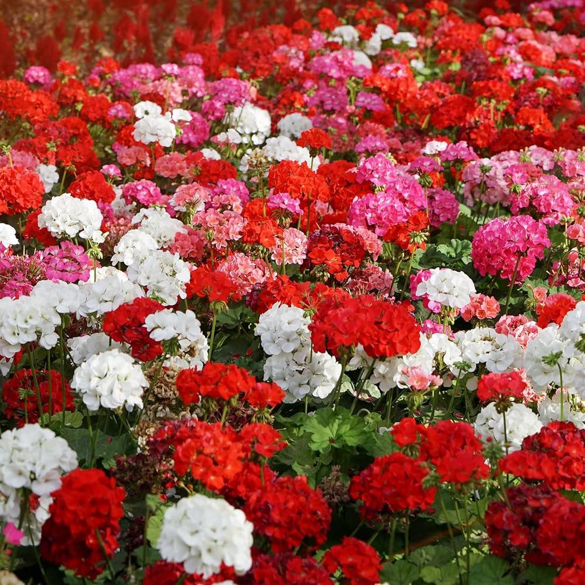 Mixed-Leaf Geranium Heirloom Non-GMO Seeds for Planting  High Germination Organic Garden Seeds