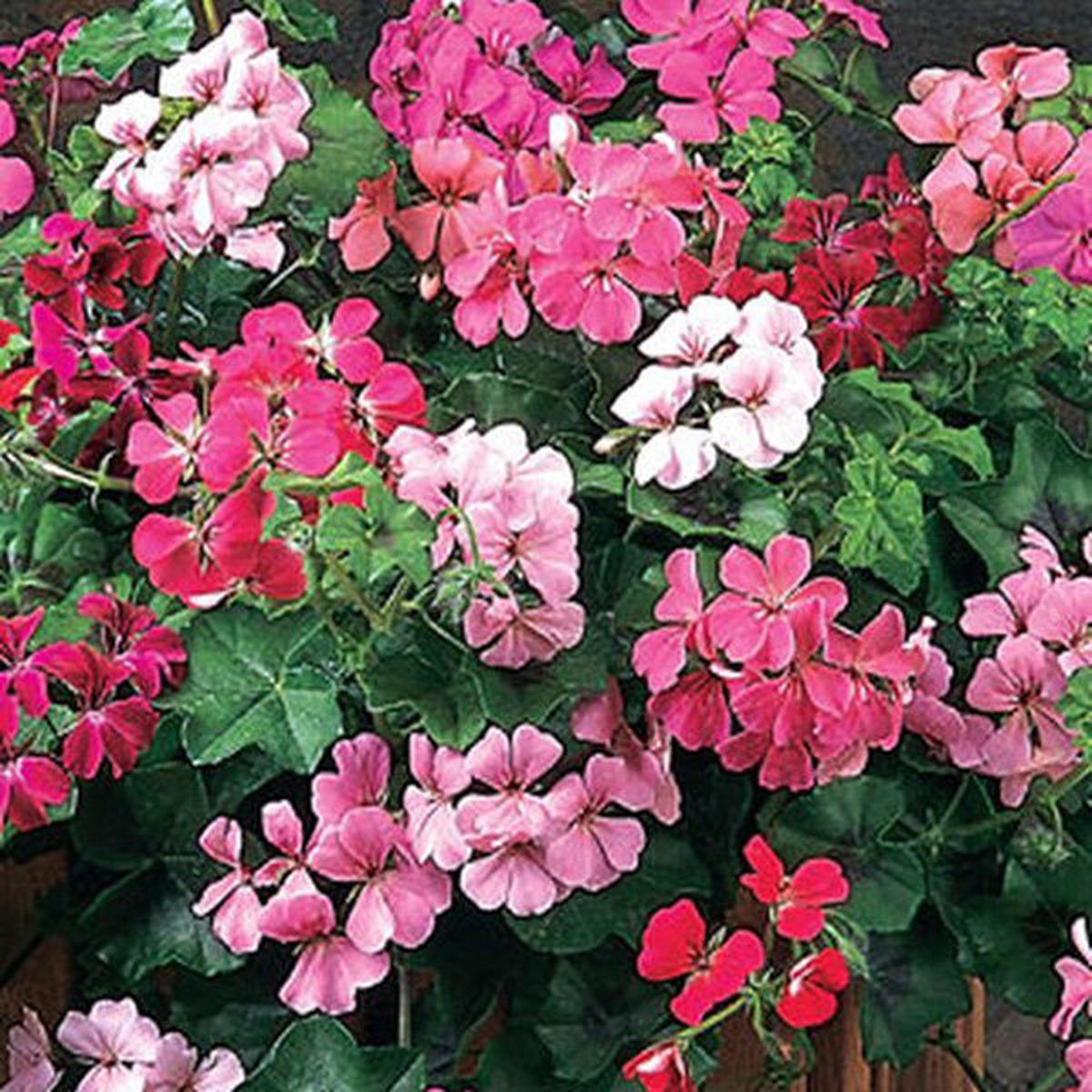 Mixed Pelargonium Peltatum Flower Seeds for Planting Heirloom, Non-GMO, Drought-Tolerant Garden Seeds