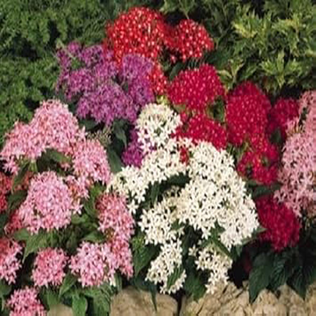 Mixed Star Pentas Flower Seeds for Planting, NON GMO Seeds