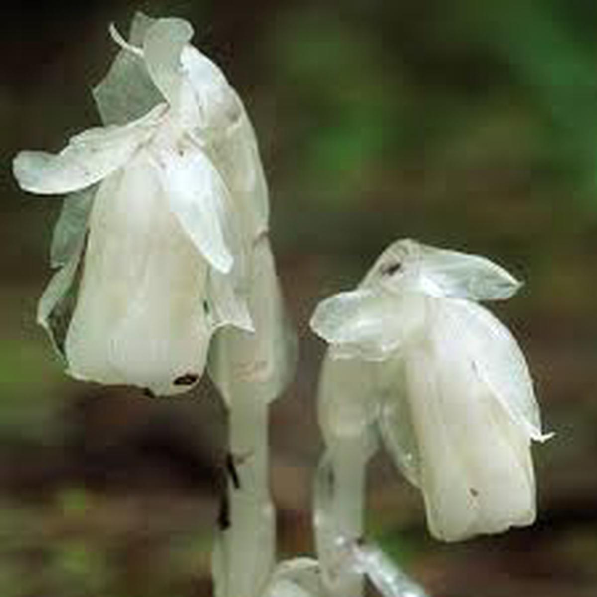 Monotropa Uniflora Indian Pipe Flower Seeds for Planting  Heirloom Non-GMO High Germination Organic Garden Seeds