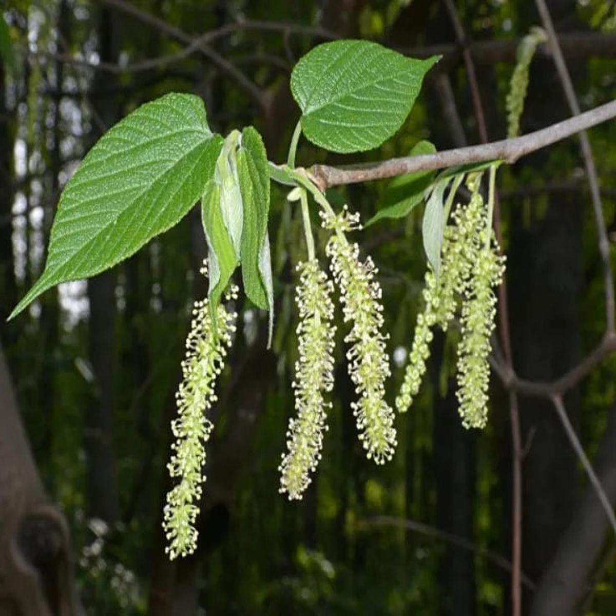 Mulberry Flower Seeds for Planting Heirloom, Non-GMO, High Germination Garden Seeds