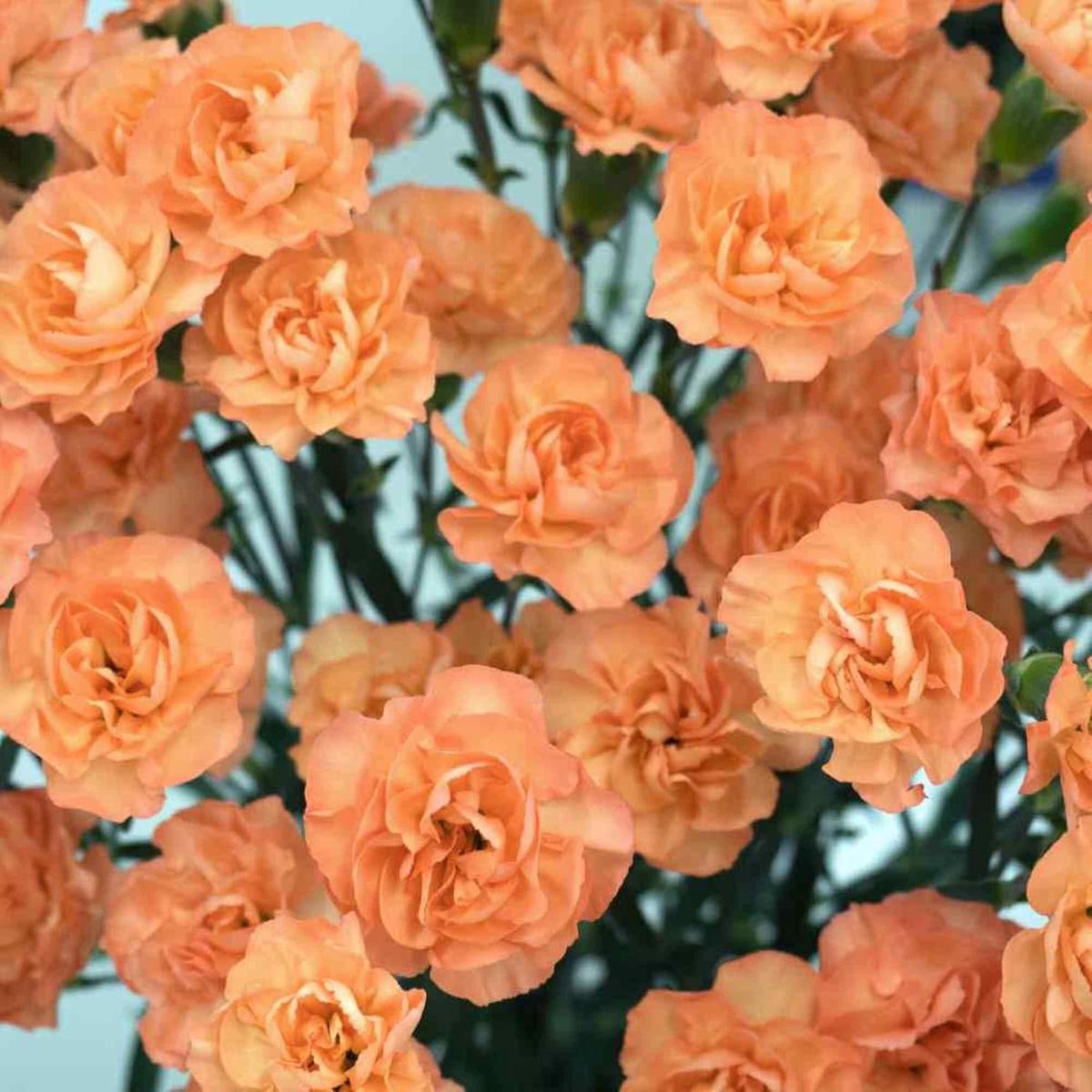 Orange Carnations Flower Seeds for Planting  Bright Blooms, Heirloom, Non-GMO for Home Garden