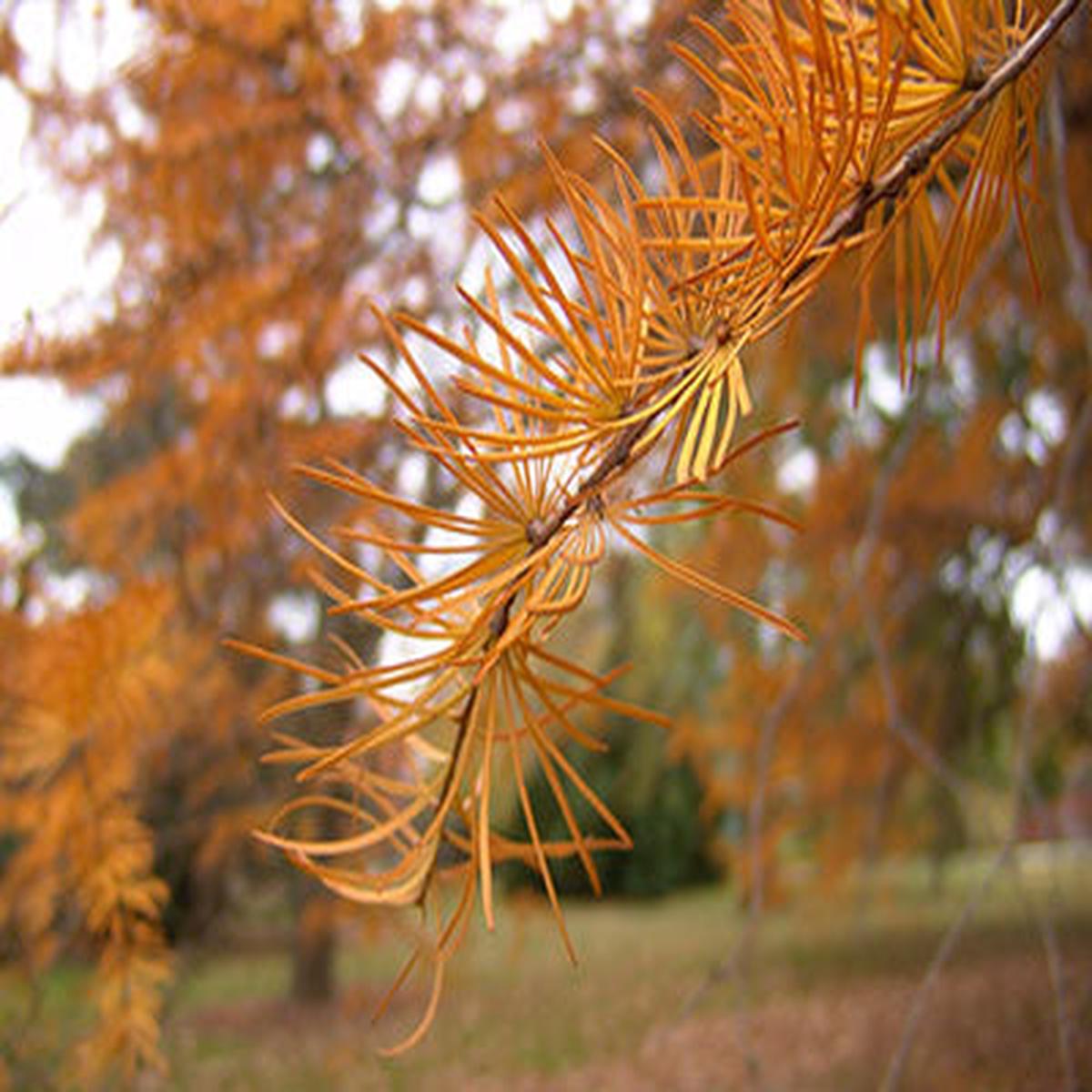 Orange Larch Plant Seeds for Planting NON GMO Heirloom Seeds, High Germination, Organic Garden