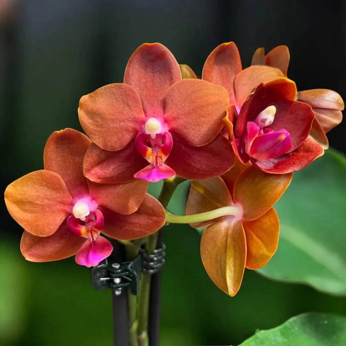 Orange Pink Phalaenopsis Orchid Flower Seeds for Planting | Heirloom Non-GMO High Germination Seeds