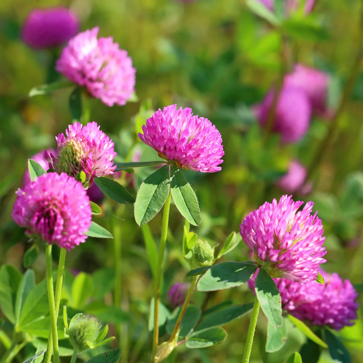 Organic Pink Clover Plant Seeds for Planting Heirloom, Non-GMO