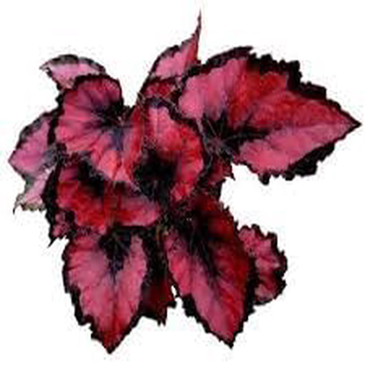Painted Begonia Flower seeds for Planting - Premium Quality, Heirloom & GMO Free Seeds for Home Garden