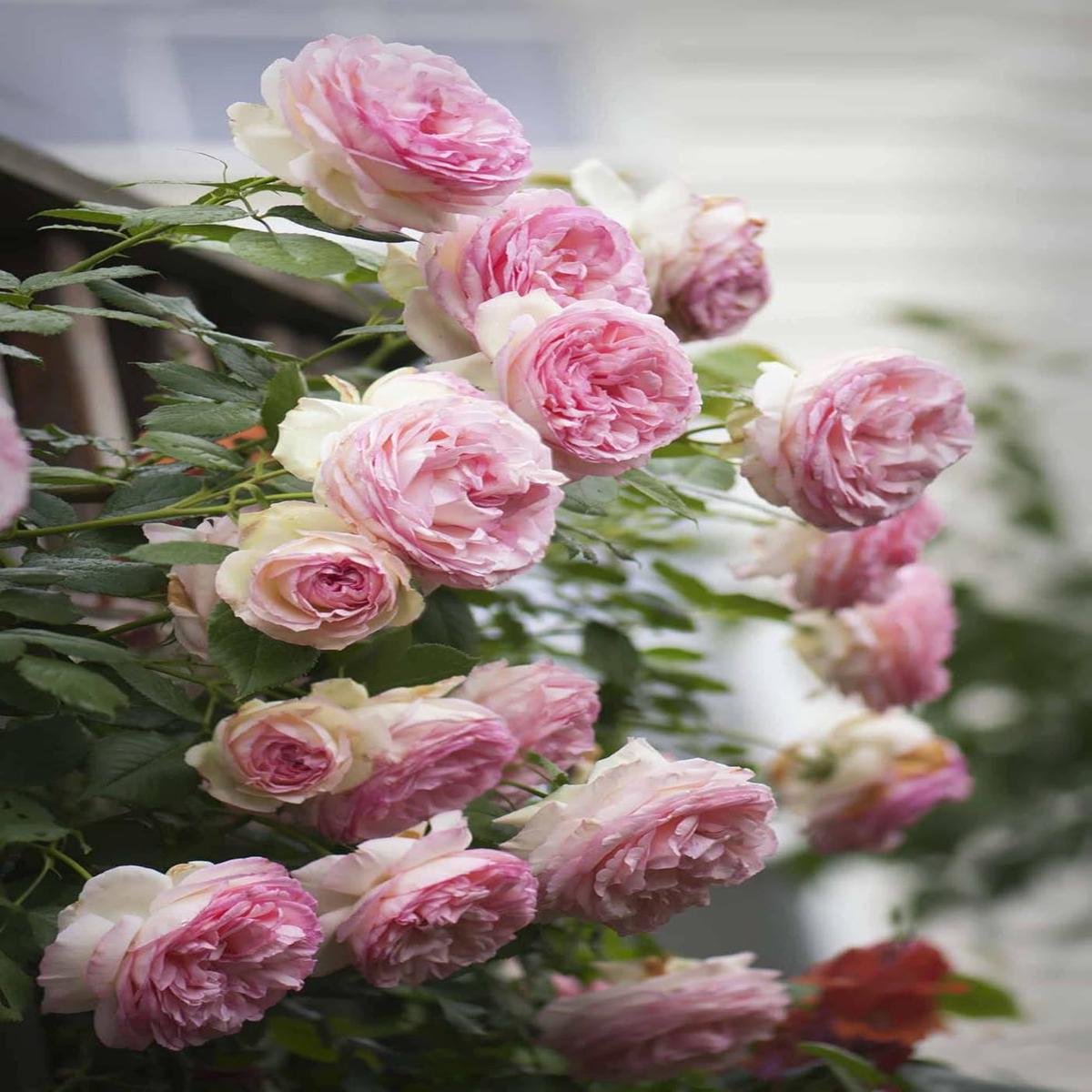 Pale Pink Climbing Rose Flower seeds for Planting - Drought Tolerant, Heirloom & GMO Free Seeds for Home Garden