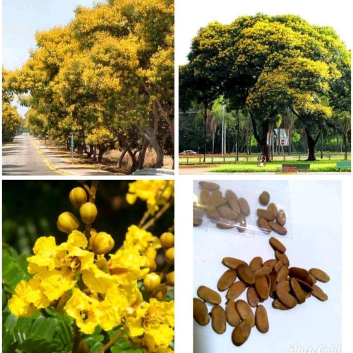 Peltophorum Flower seeds for Planting Low Maintenance Heirloom & GMO Free Seeds for Home Garden