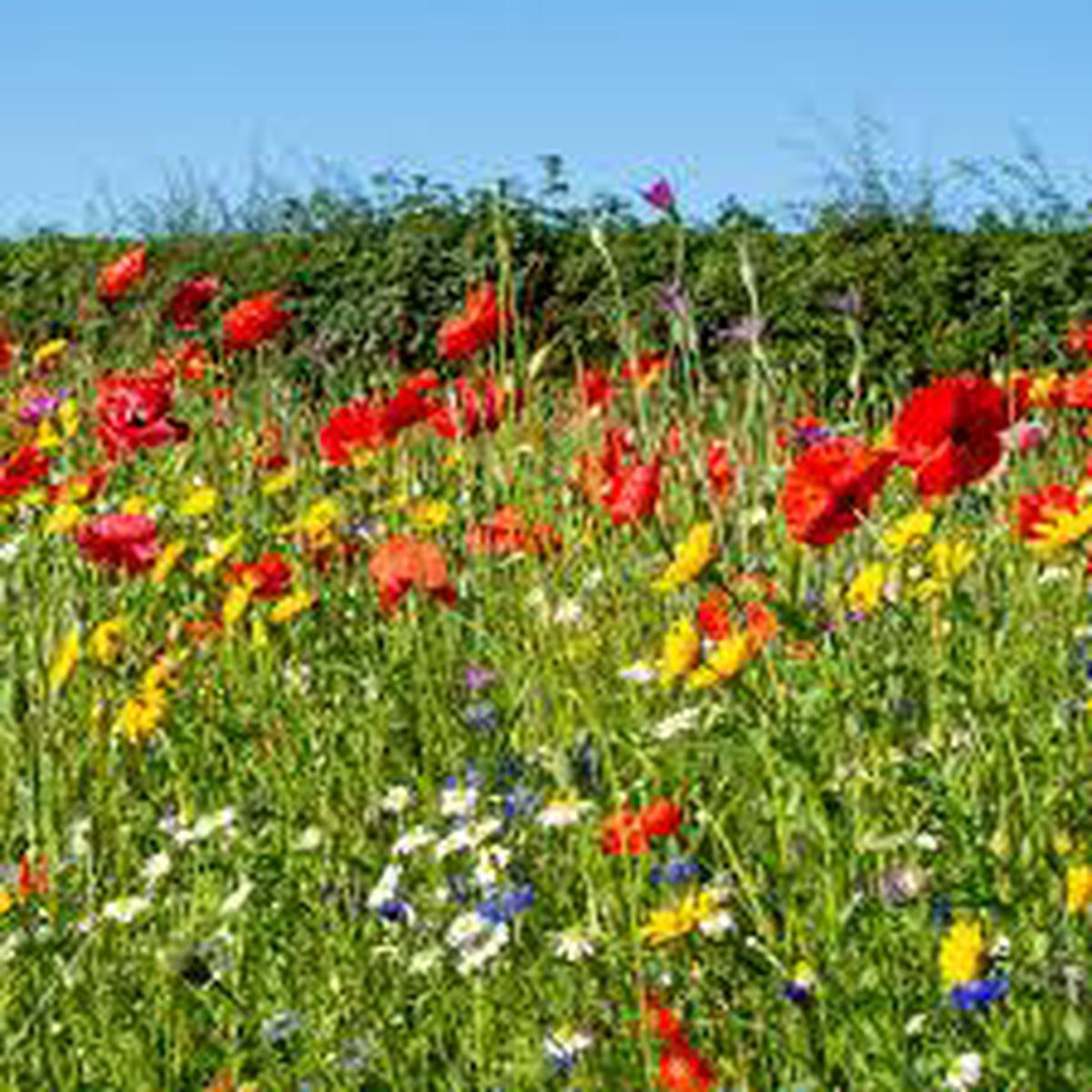 Perennial Wildflower Seed Mix for Planting Heirloom, Non-GMO, Easy to Grow, Pollinator-Friendly