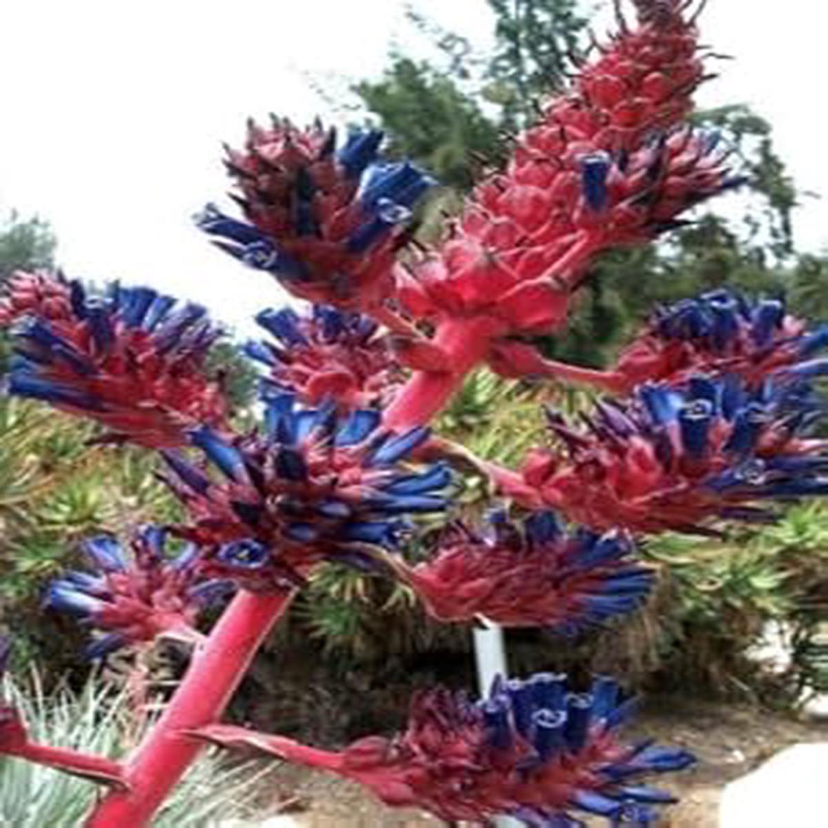 Pink Blue Puya Flower Seeds for Planting  Heirloom Non-GMO High Germination Organic Garden Seeds
