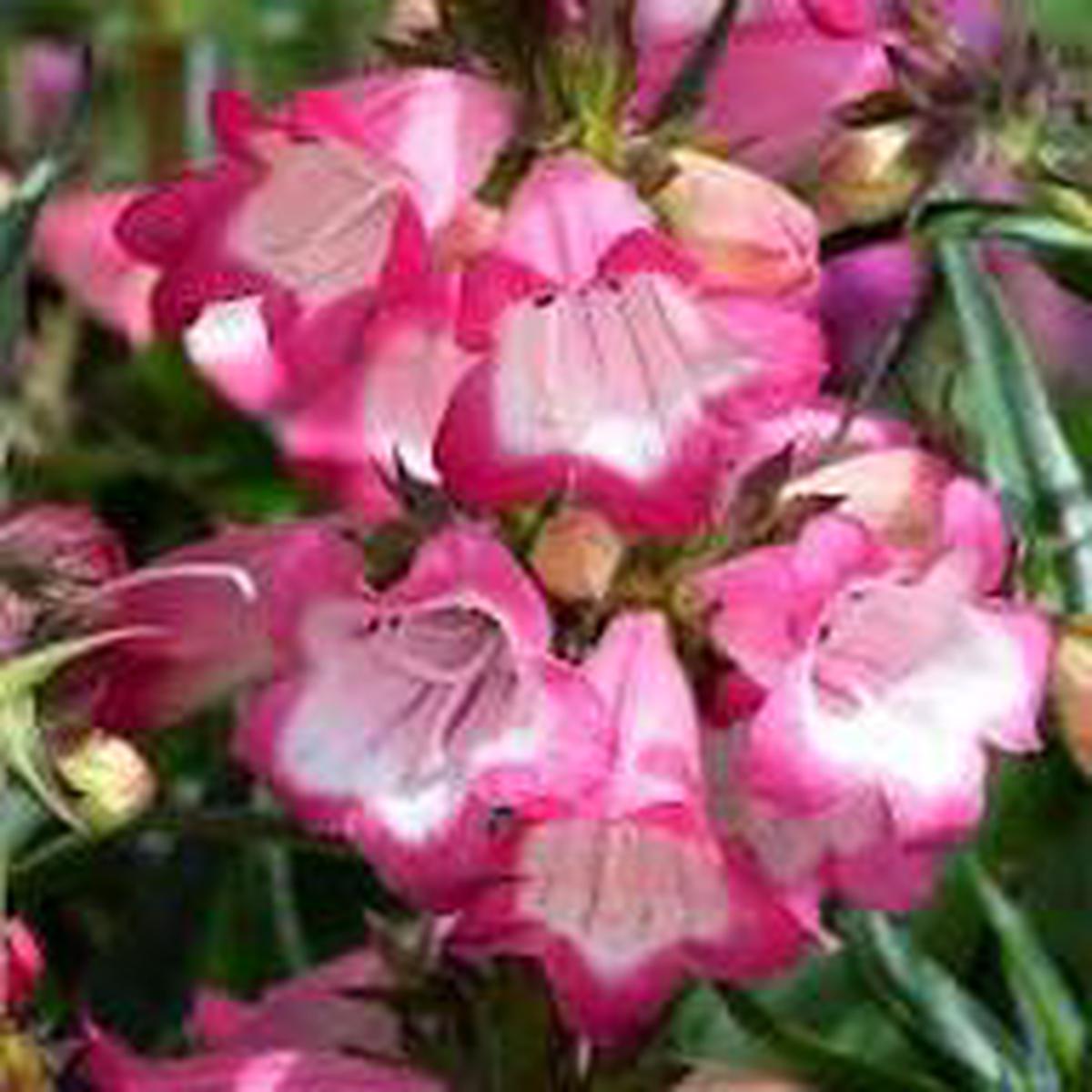Pink Penstemon Strictus Flower Seeds for Planting  Heirloom, Non-GMO, High