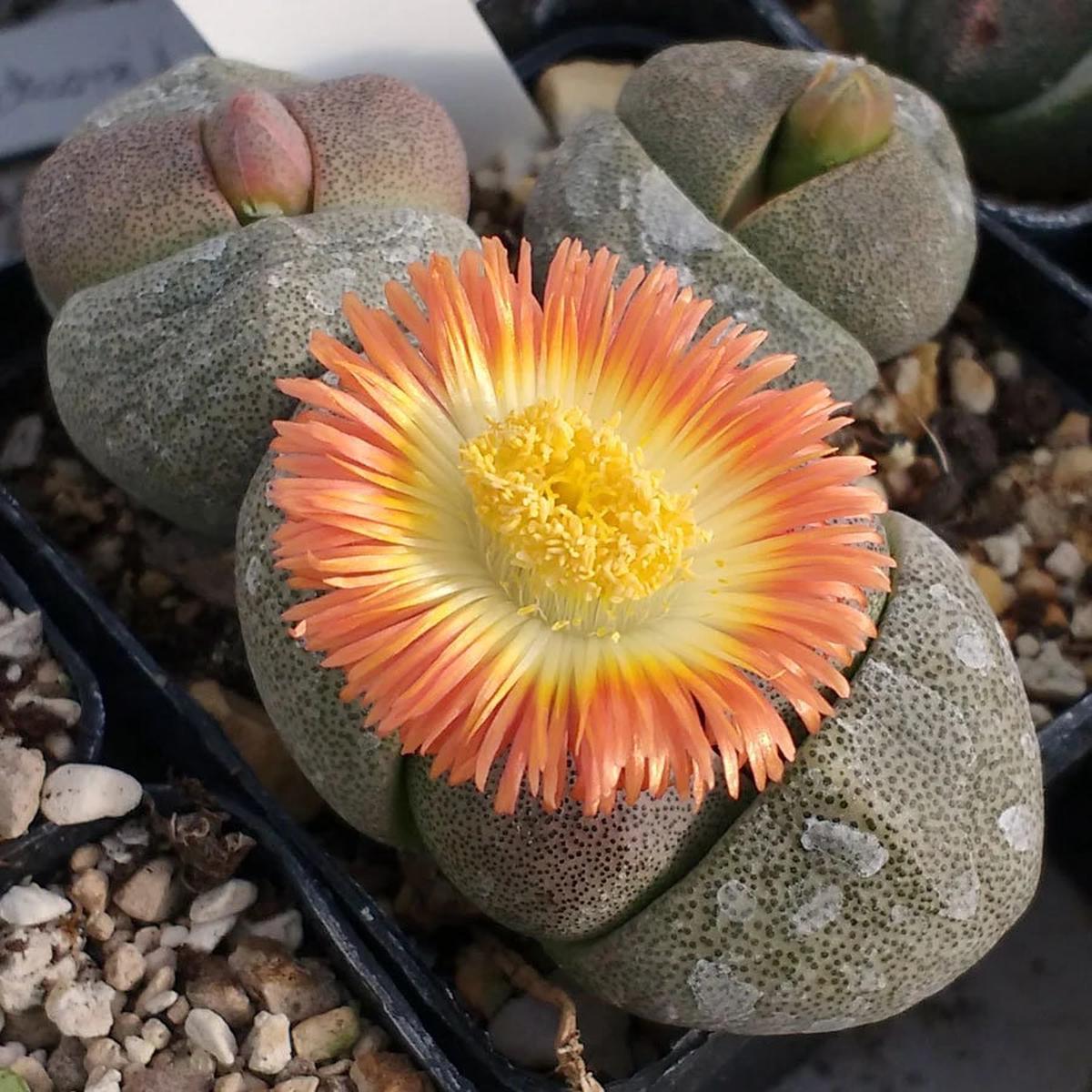 Pleiospilos Nelii Flower Seeds for Planting  Heirloom Non-GMO Seeds for Home & Organic Garden