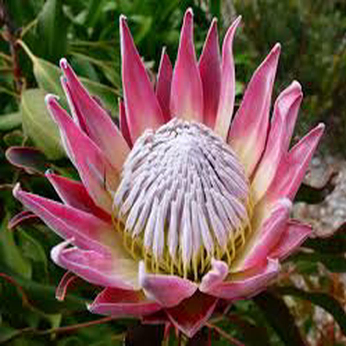 Protea Cynaroides Seeds for Planting - Ideal for Flower Bed & Urban Garden