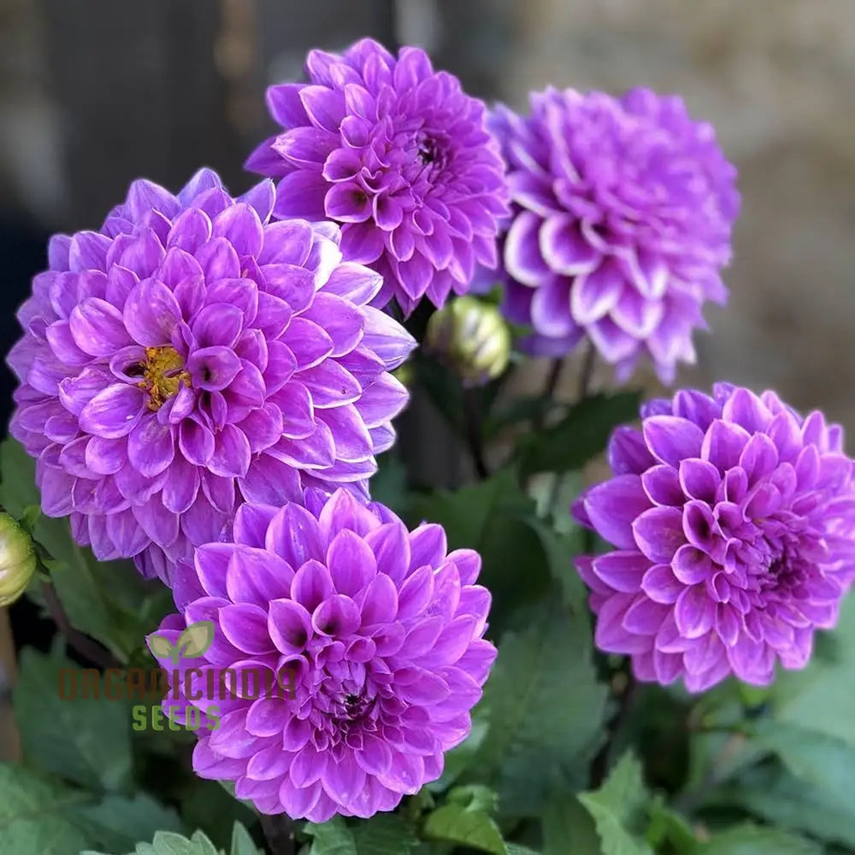 Purple Astrantia Masterwort Flower Seeds for Planting Heirloom, Non-GMO, High Germination Organic Garden Seeds