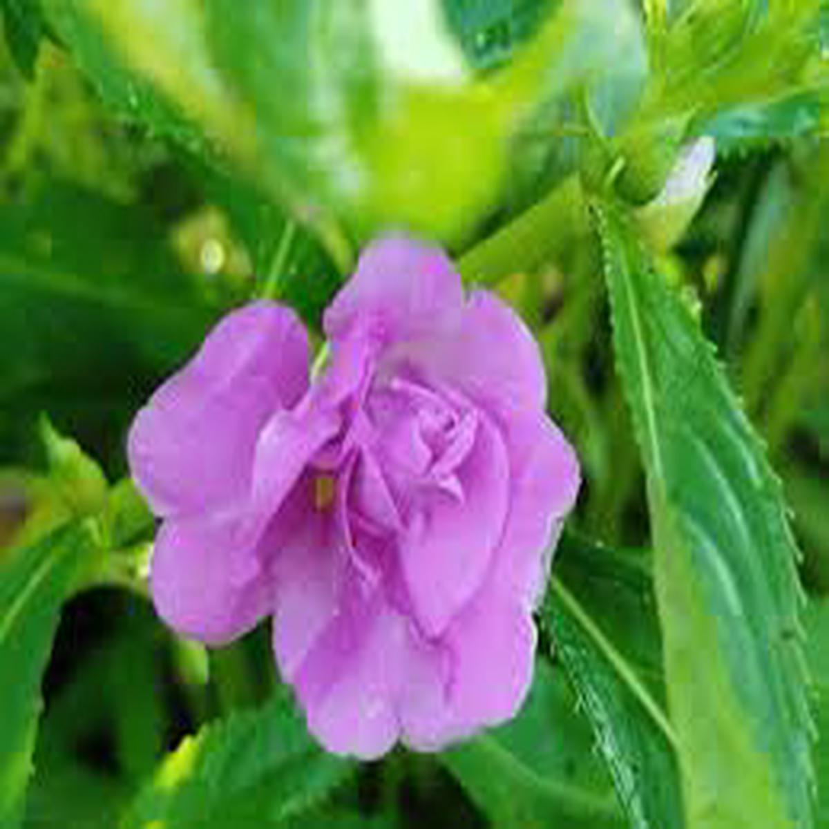 Purple Balsamine Flower Seeds for Planting - Drought Tolerant, Heirloom, Non-GMO, High Germination