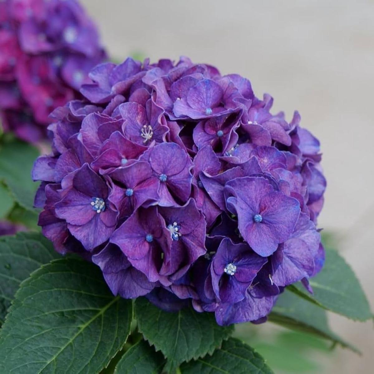 Purple Hydrangea Flower Seeds for Planting  Heirloom, Non-GMO, High Germination Organic Garden Seeds