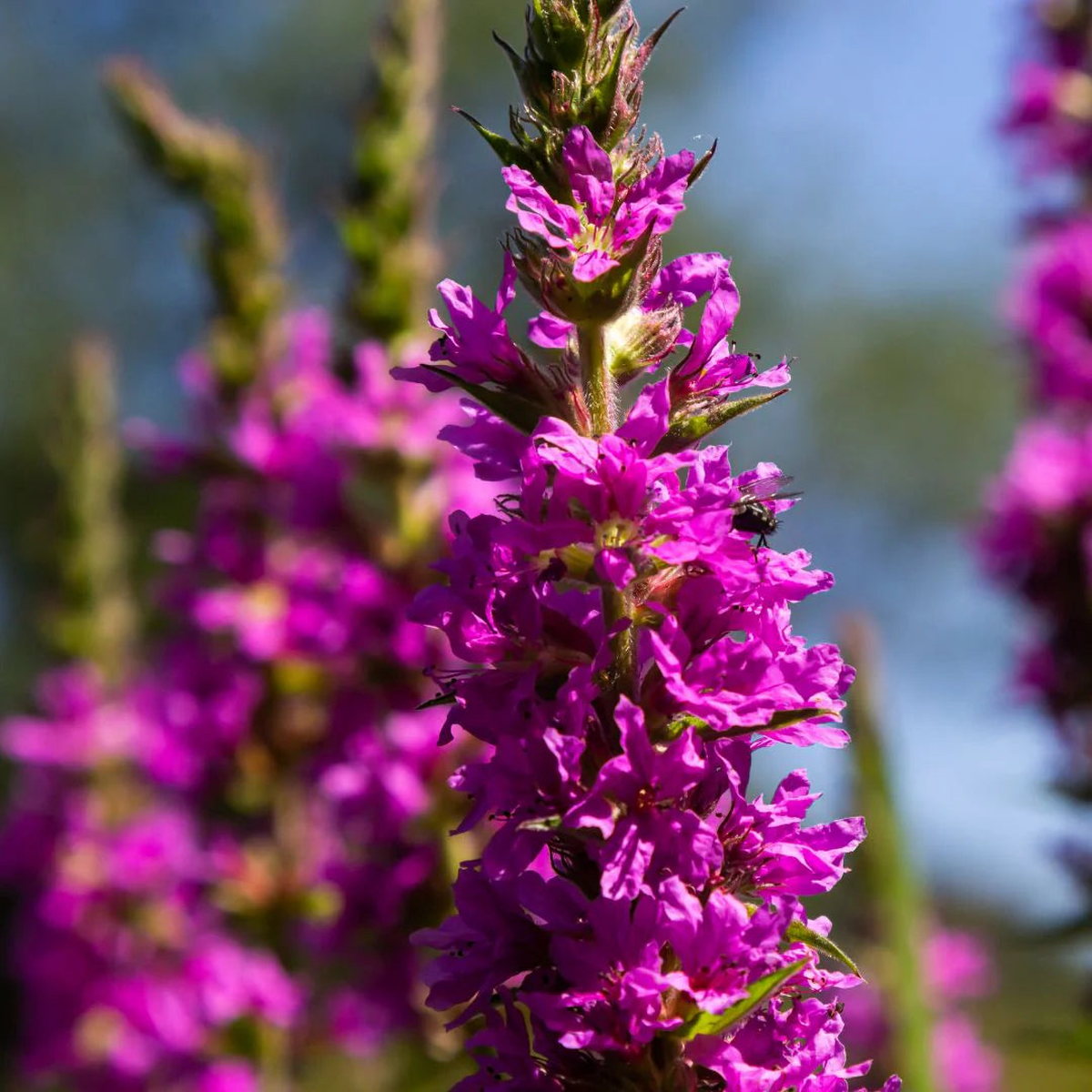 Purple Loosestrife Flower Seeds for Planting  Heirloom, Non-GMO, Easy to Grow, Perennial
