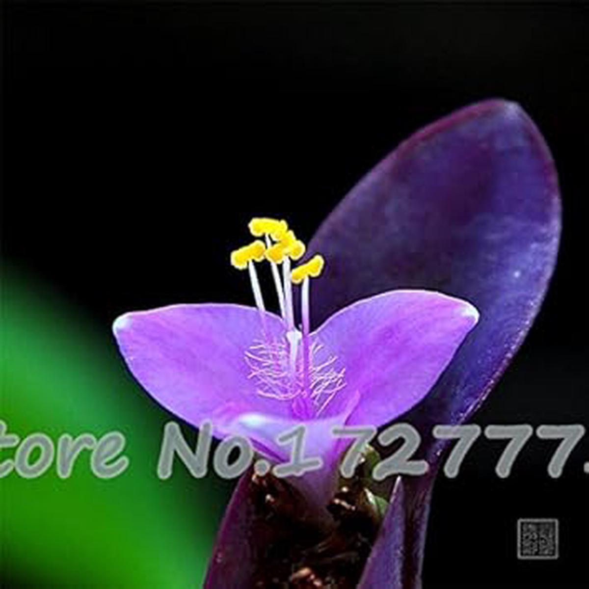 Purple Matthiola Incana Seeds  Fragrant Flower Seeds for Planting