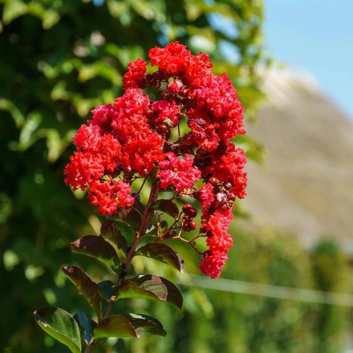 Red Crape Myrtle Flower Seeds for Planting Heirloom, Non-GMO, Easy to Grow, Summer Blooms