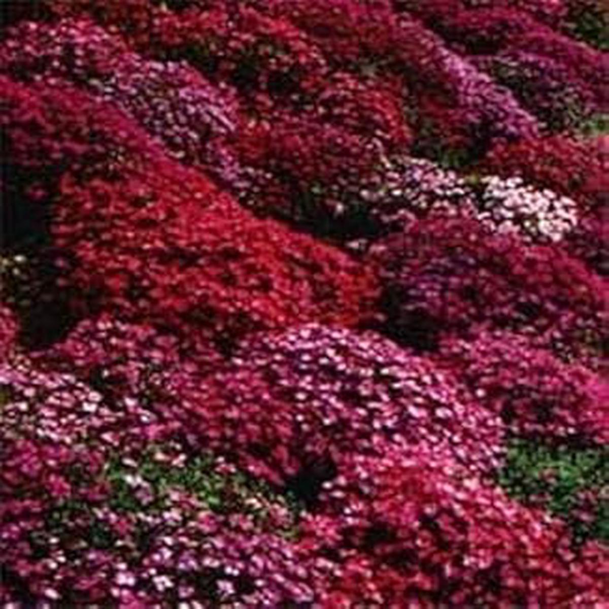 Red White Rock Cress Seeds for Planting  Organic, Heirloom, Non-GMO, High Germination Garden Flower Seeds