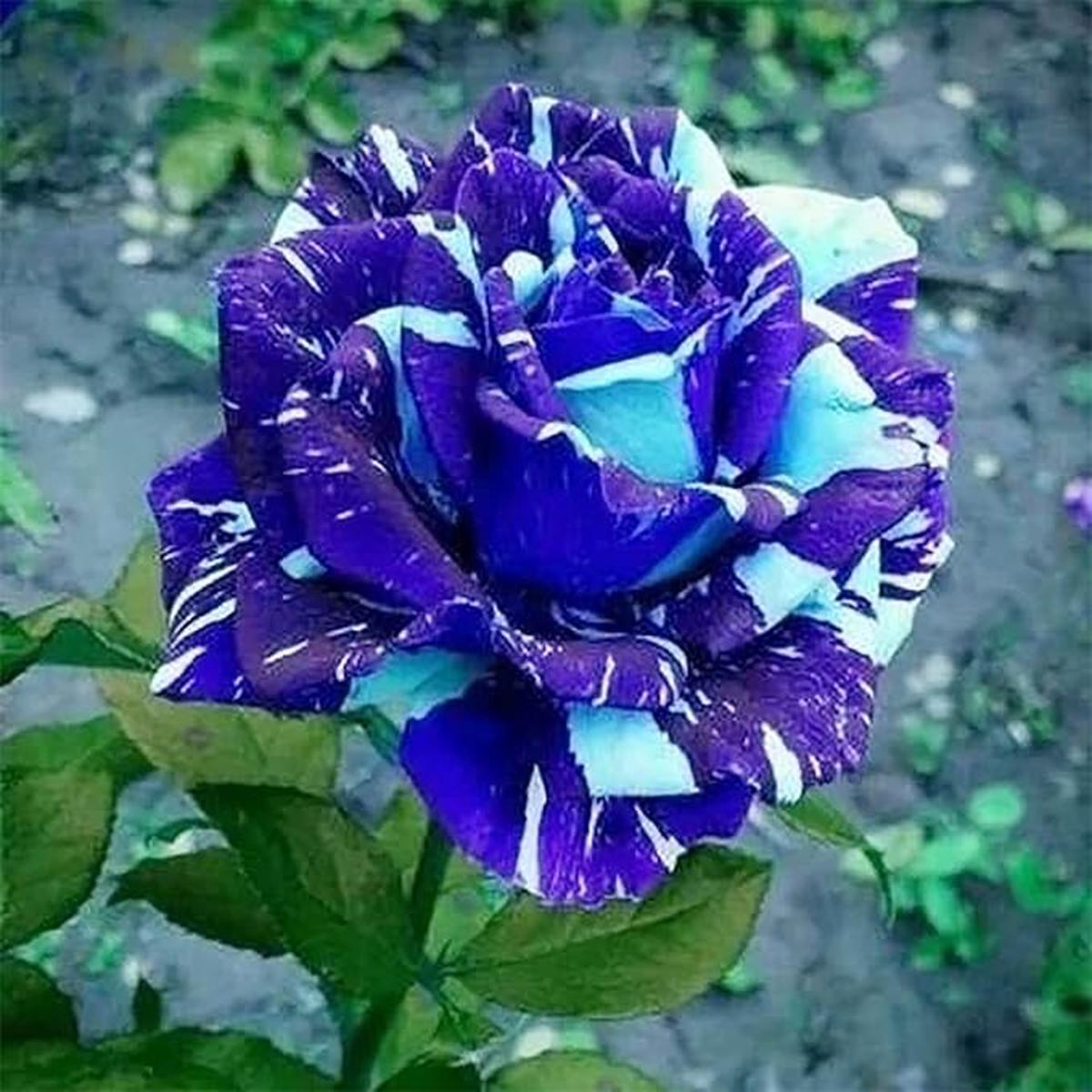 Rose Blue Dragon Flower Seeds for Planting in vertical garden or home flower beds