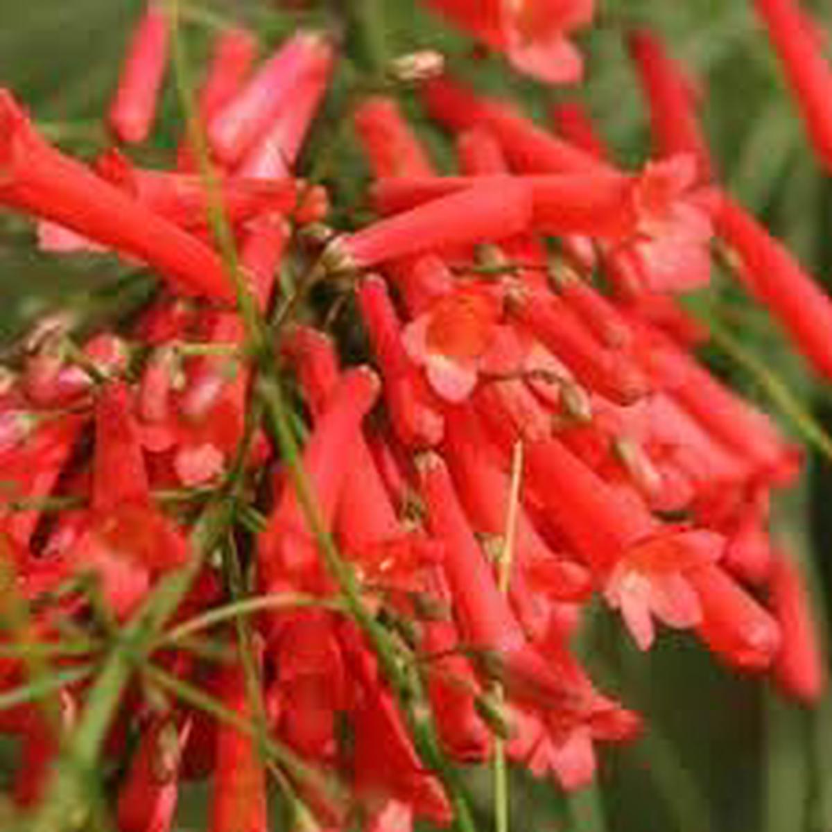 Russelia Flower Seeds for Planting, 100 pcs