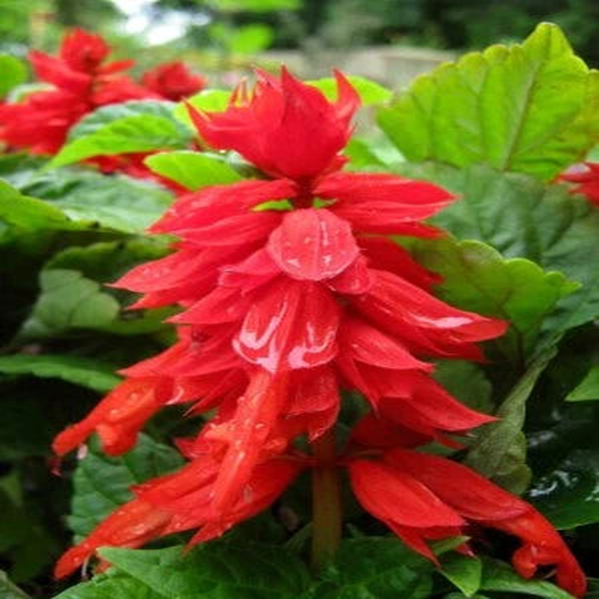 Salvia Improved Mojave Bright Easy Grow Red Flower Deep Green Broad Leaf  Heirloom, Non-GMO