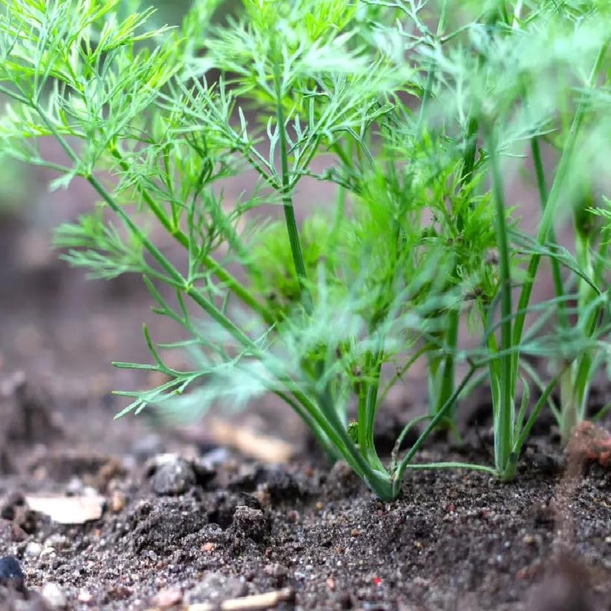 SEEDRA Dill Seeds for Indoor and Outdoor Planting Seeds GMO Seeds  Heirloom, Non-GMO, High Germination Organic Garden Seeds