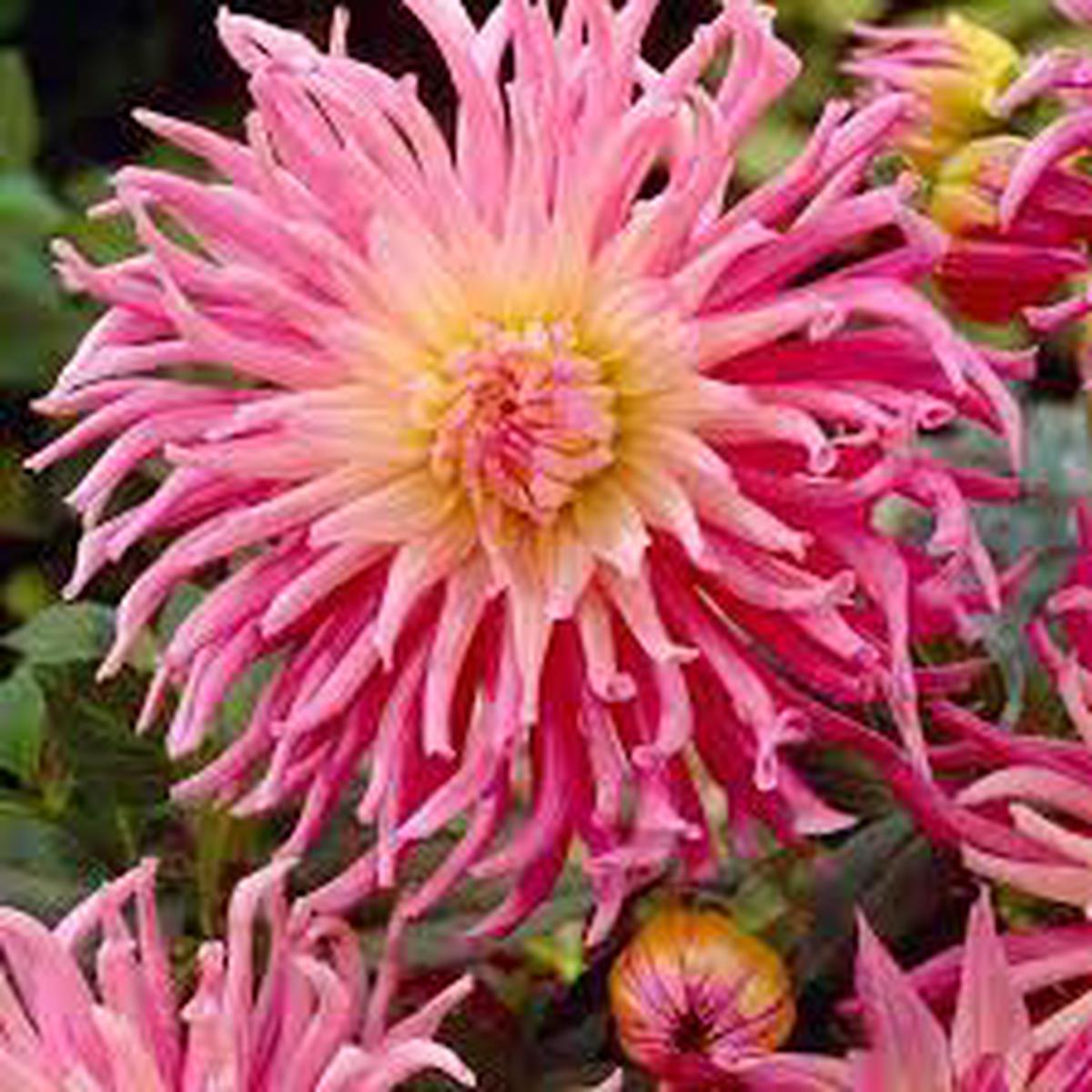 Star's Favourite Cactus Dahlia flower seeds for planting  Heirloom and Non-GMO garden seeds