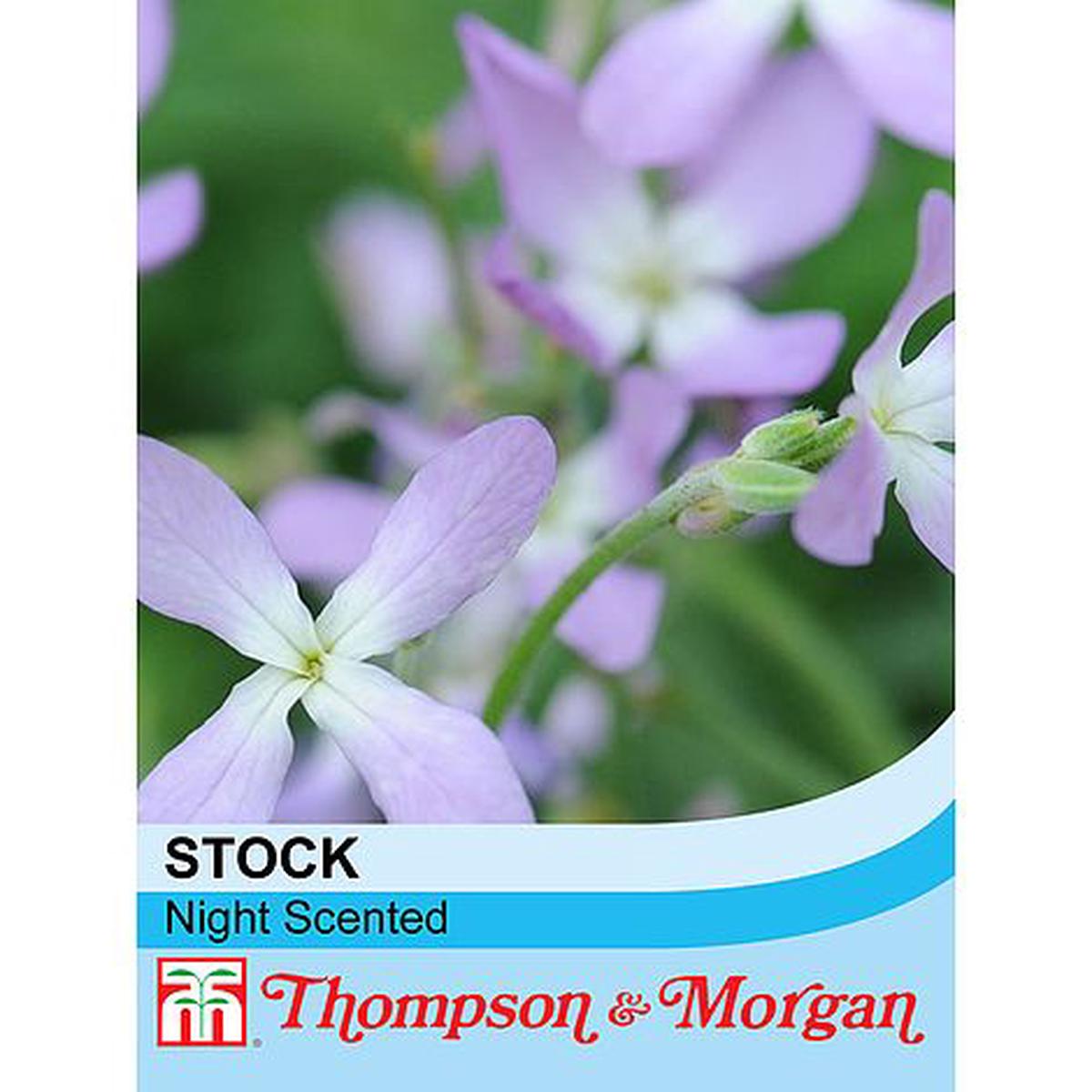 Stocks Night Scented Flower Seeds
