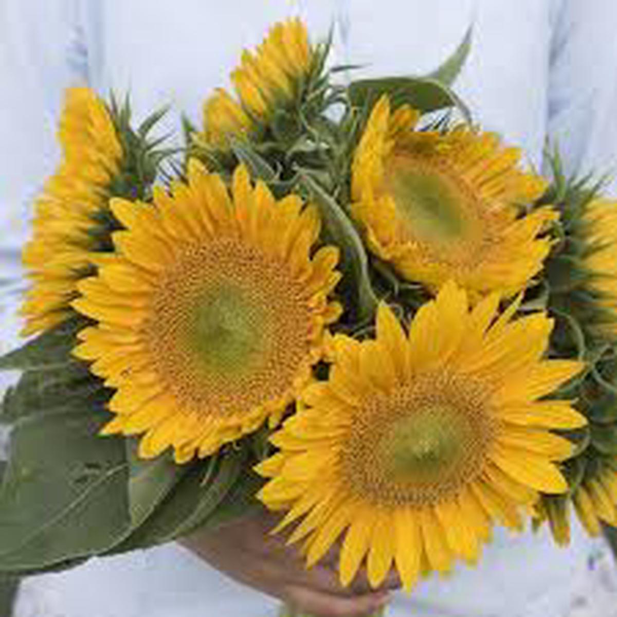Sunrich Gold Helianthus annuus Sunflower Seeds for Planting in Garden