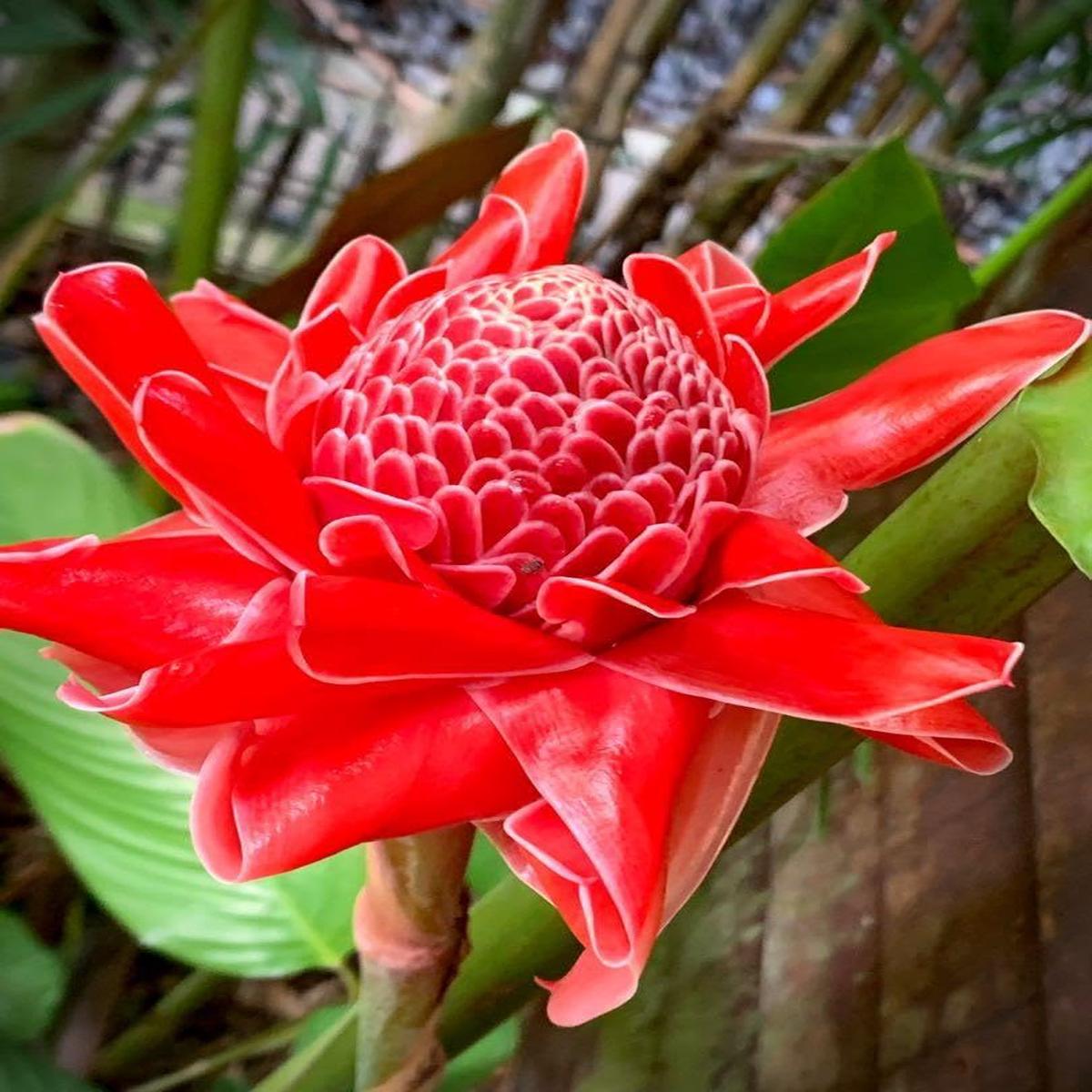 Torch Ginger Flower seeds for Planting Drought Tolerant Heirloom & GMO Free Seeds for Home Garden