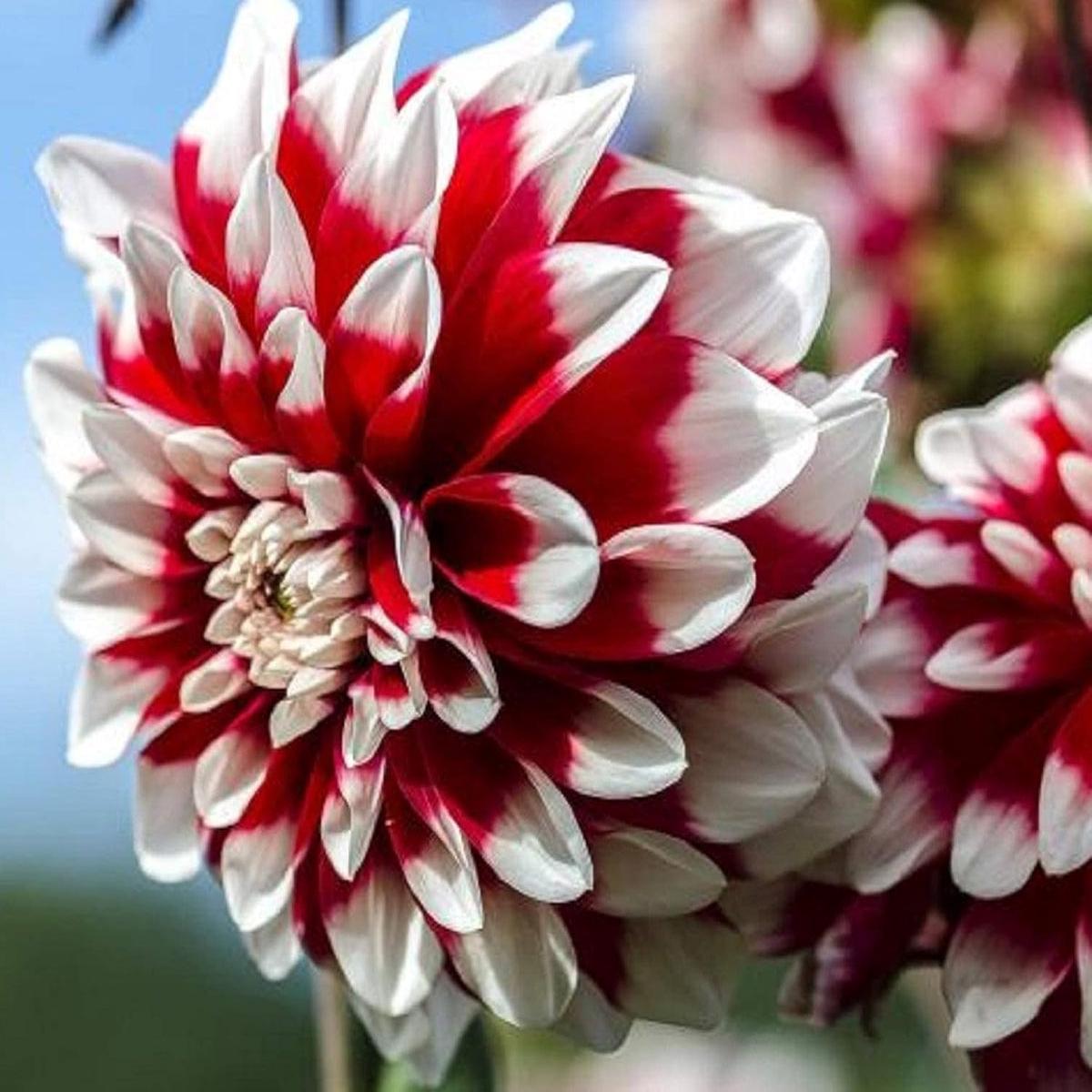 White and Red Chrysanthemum Flower seeds for Planting - Fragrant Blossoms, Heirloom & GMO Free Seeds for Home Garden