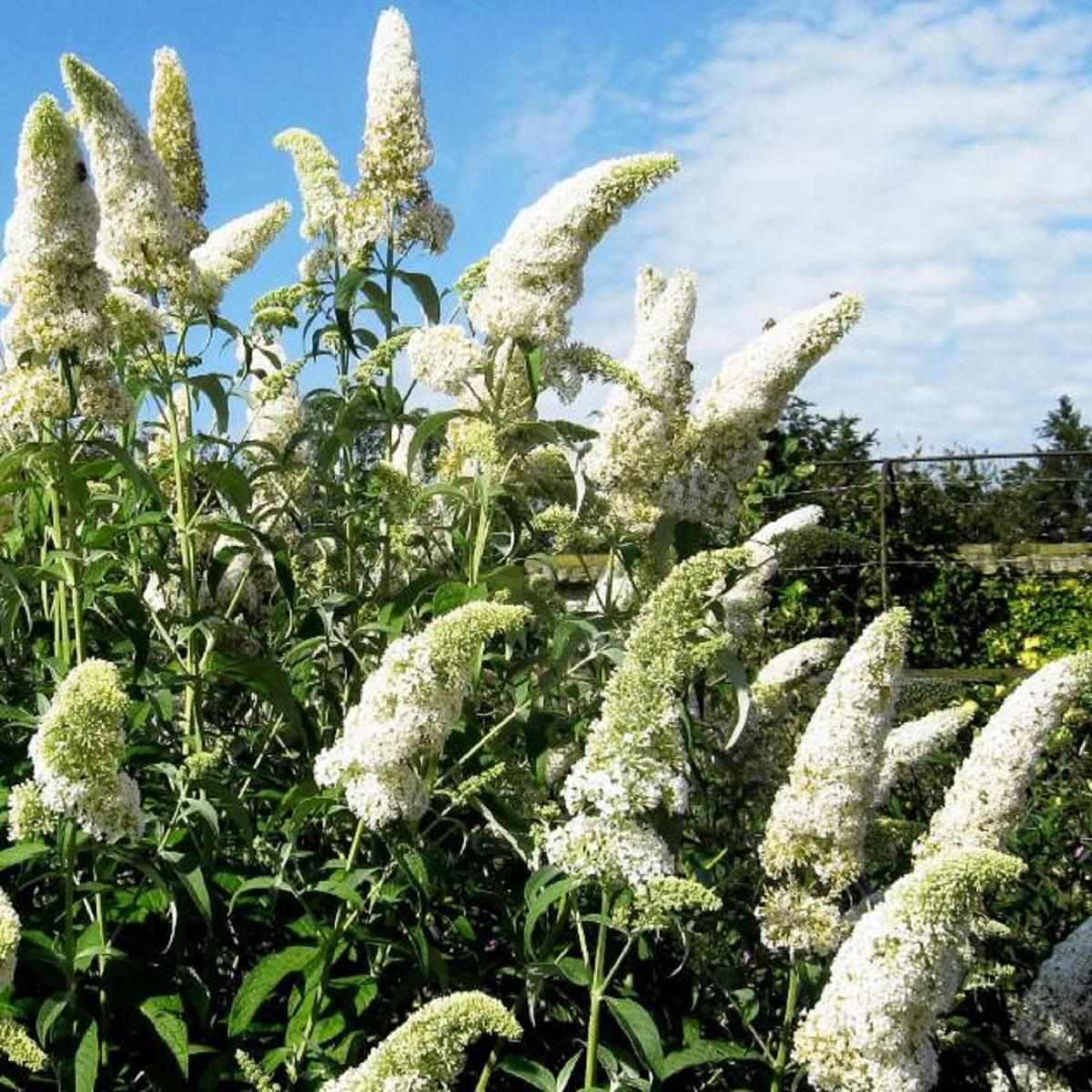 White Buddleja Flower Seeds  Heirloom Non-GMO High Germination Organic Garden Seeds for Planting