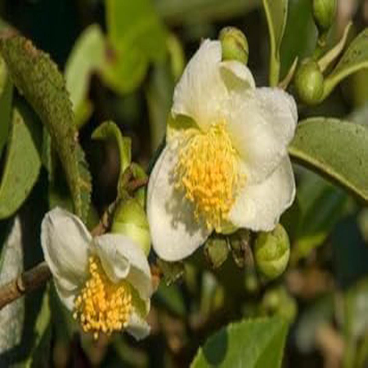 White Camellia Sinensis Plant Seeds  Non-GMO, Ideal for Garden Planting