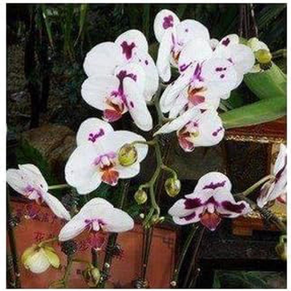 White Purple Phalaenopsis Orchid Flower seeds for Planting - Bright Blooms, Heirloom & GMO Free Seeds for Home Garden