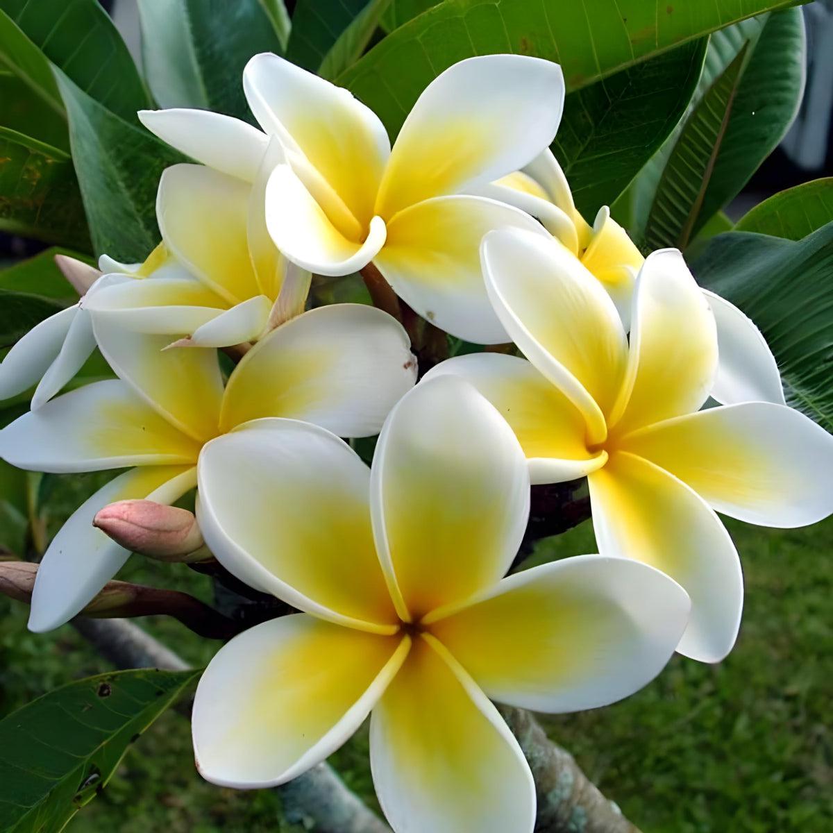 Yellow White Frangipani Flower seeds for Planting Premium Quality Heirloom & GMO Free Seeds for Home Garden   Sale