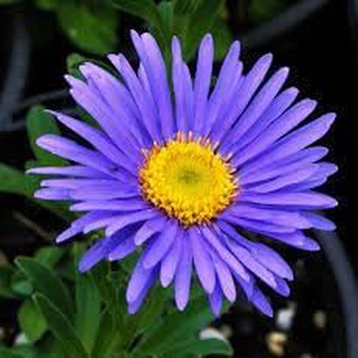 Aster Alpin Flower seeds for Planting - Garden Favorite, Heirloom & GMO Free Seeds for Home Garden