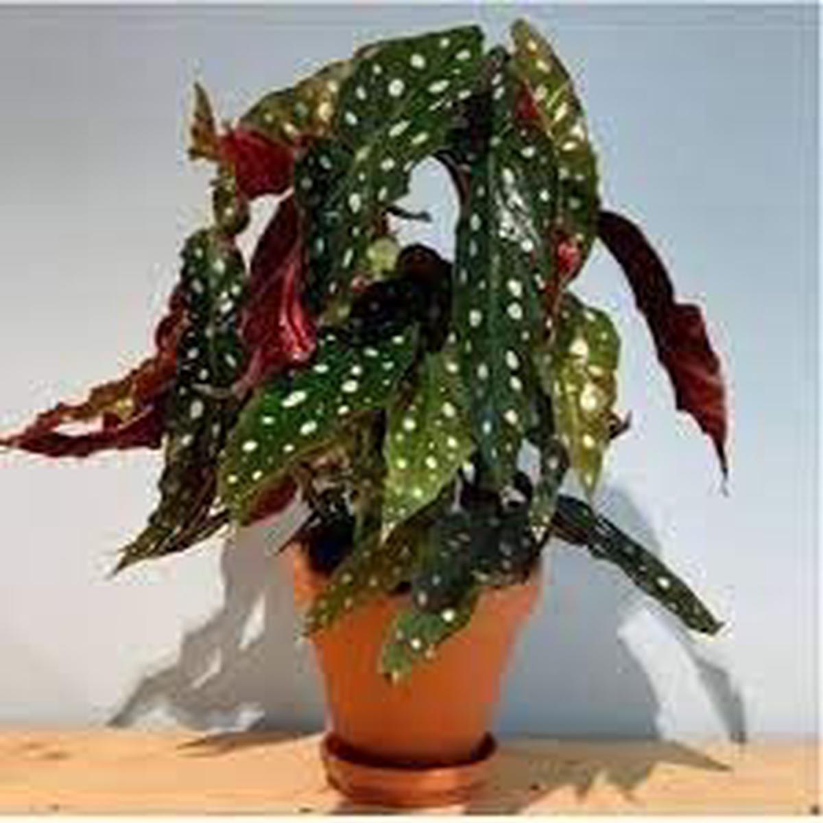 Begonia Flower seeds for Planting - Shade Tolerant, Heirloom & GMO Free Seeds for Home Garden