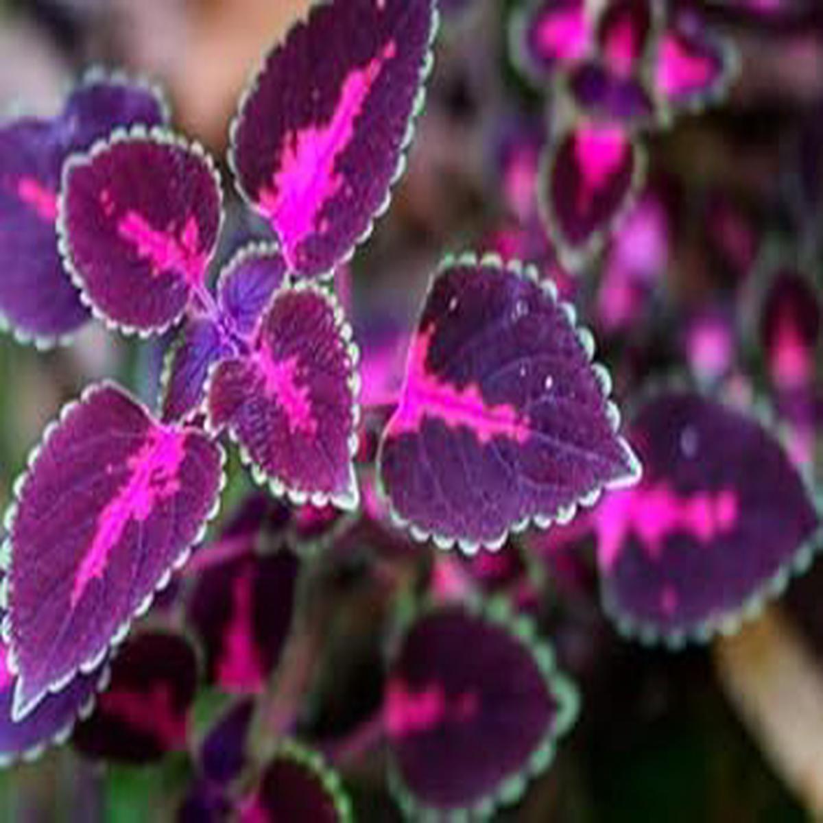Black Pink Coleus Plant Seeds for Planting  Heirloom Non-GMO High Germination Garden Seeds