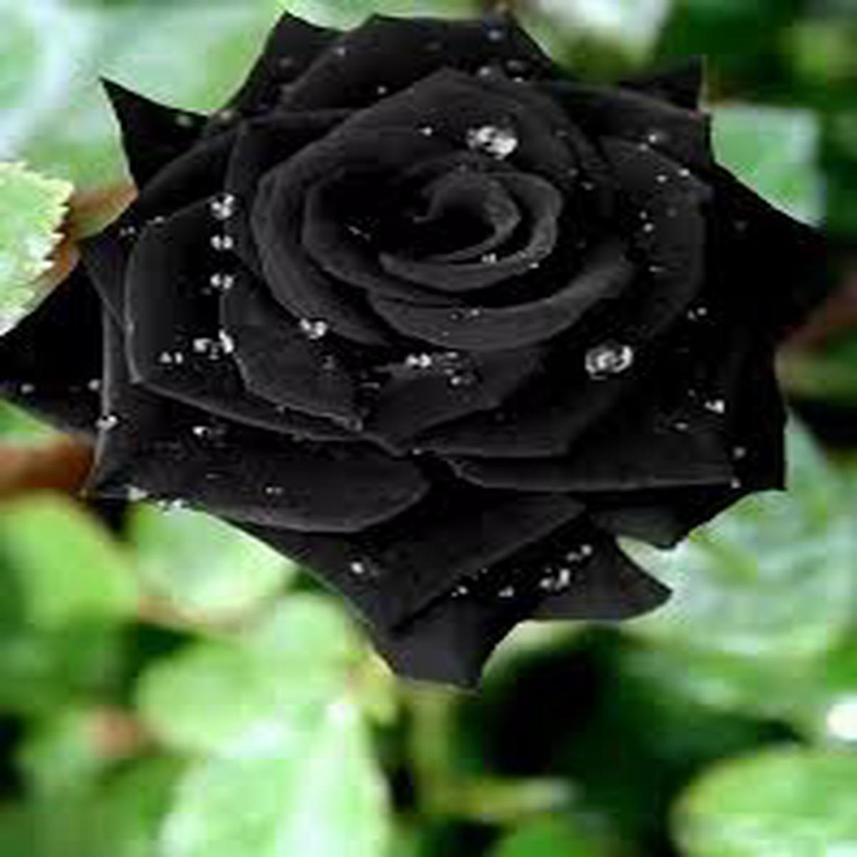 Black Rose Flower seeds for Planting - Easy to Grow, Heirloom & GMO Free Seeds for Home Garden